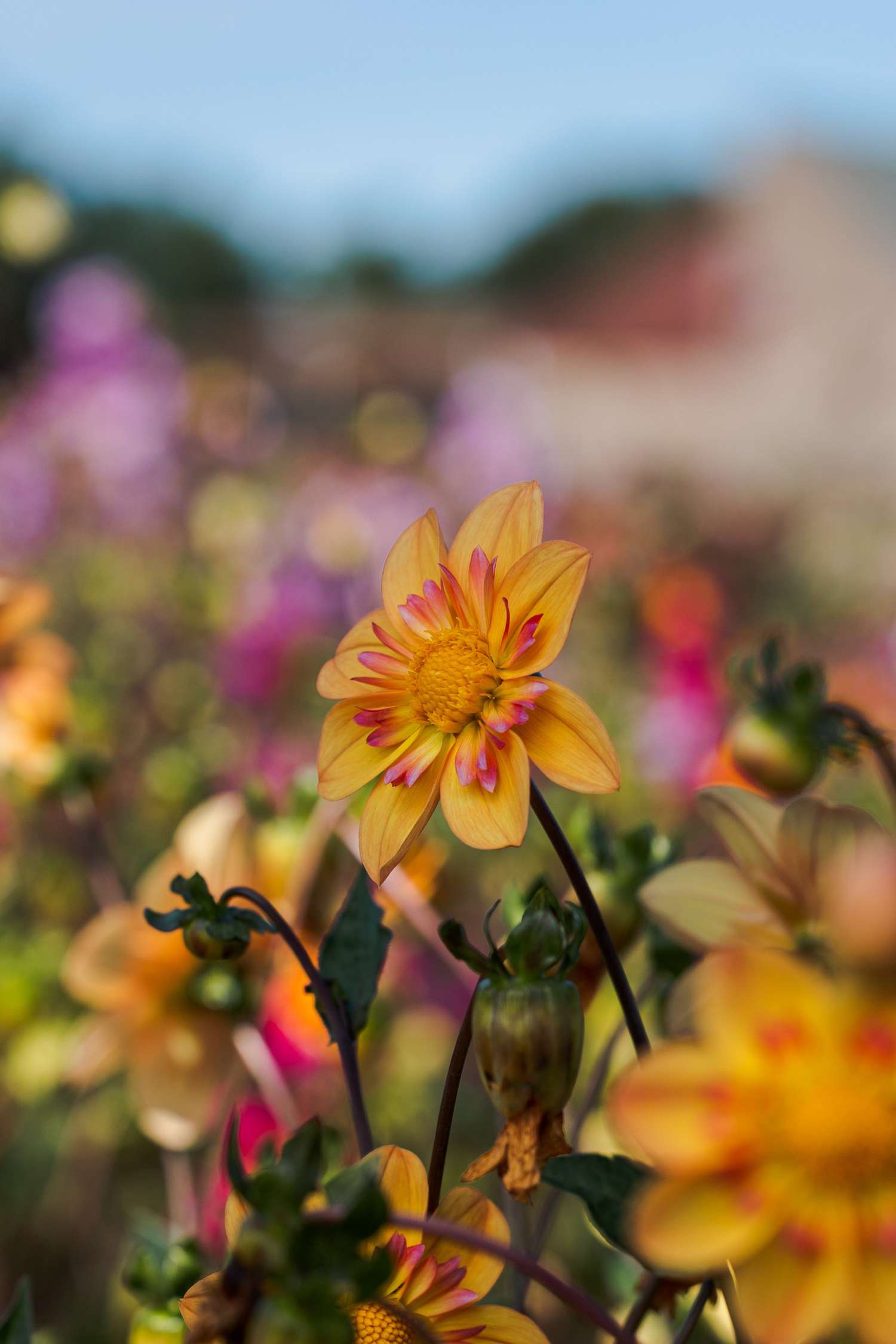 Dahlie 'Kelsey Annie Joy'